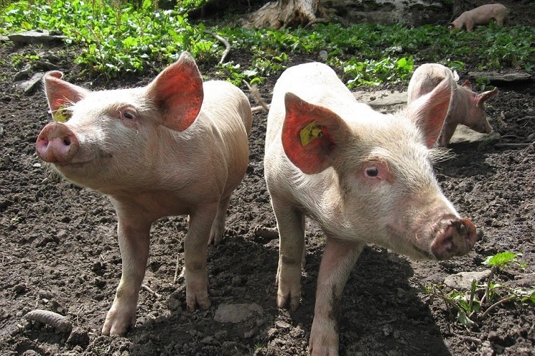 Mjere kontrole za suzbijanje afričke svinjske kuge u Republici Hrvatskoj