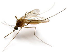 komarci1